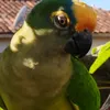 angelaferreira5953