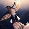 afaq674