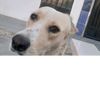 user232154_