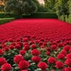 josim.uddin6928