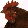 cunieu0_