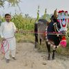 shani...77.aala
