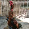 gadonvn29hn