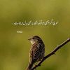 zubair.ali77343