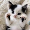 _effa_33
