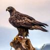 the_chart_hawk