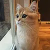 nurhasanah_1694