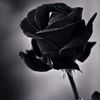 17203743rr1