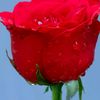 user8950763408184
