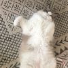 lunabearwinston