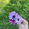 ameena369_