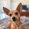 chai_chihuahua