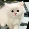 cutecat.frosty