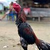 www.kimkim_farm