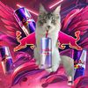 trixiemainecoon
