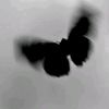 butterflyzyyy