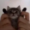 toscanhino