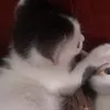 pirpiii.aaaa