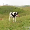 kuh_q