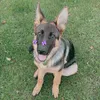 buddy_the_shepherd