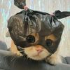 4rippaa