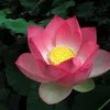 quangphuoc.10.5.2025