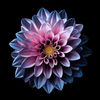 lola_2022_lola