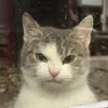 tiggre010