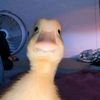 imgombleh_