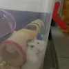 timmlyso