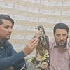 malikfaizanali167