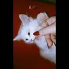 li_il_2