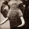 fightingforelephants