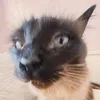 _kitten.claws_