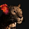 mss_p4dri