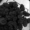 zoxo.55