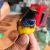 trí đam mê hút mật đam mê cá