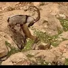 rahozhawleri