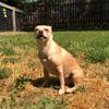 ilovemydogpeanut