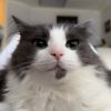 cat_catty_cat99