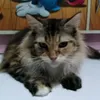 addiesha80