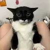 cheesybiscuits1