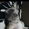 maggieadventurefrenchie