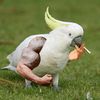 sirsmashalot