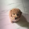 hhongiuui