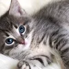 gatto75690