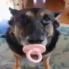 nosoyeldemifotodeperfil