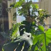 my.plant.loving.life