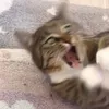jellybellybing