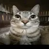 ve_kto1